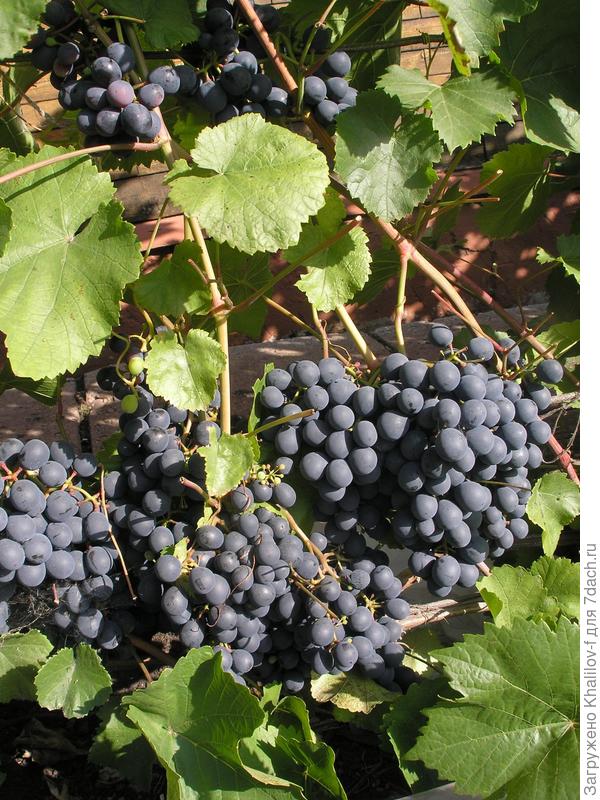 Агат Донской