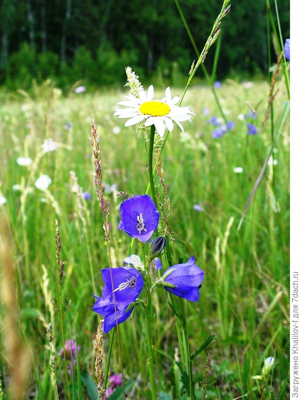 Колокльчики это звоночек, а ромашка для гадания...