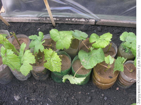 Размножение винограда зелёными черенками