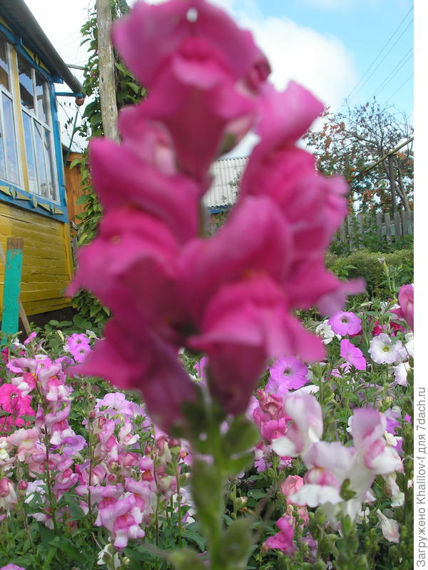 Львиный зев