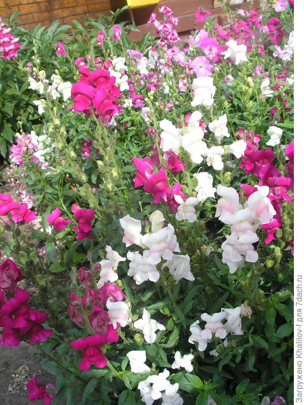 Львиный зев