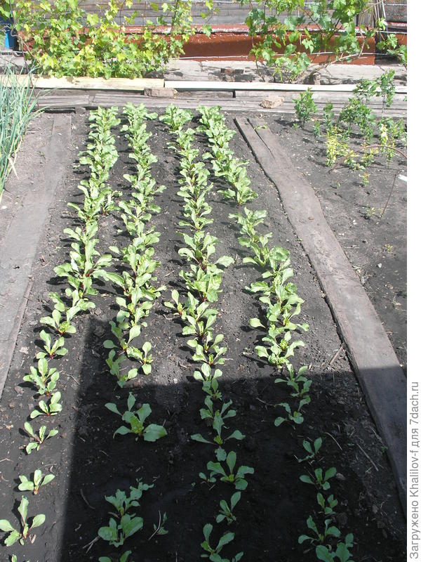 Свекла после прореживания