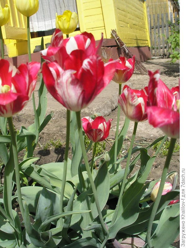 тюлпаны
