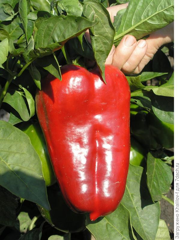 Толстый барон, а у Нежности, оказывается фото нет