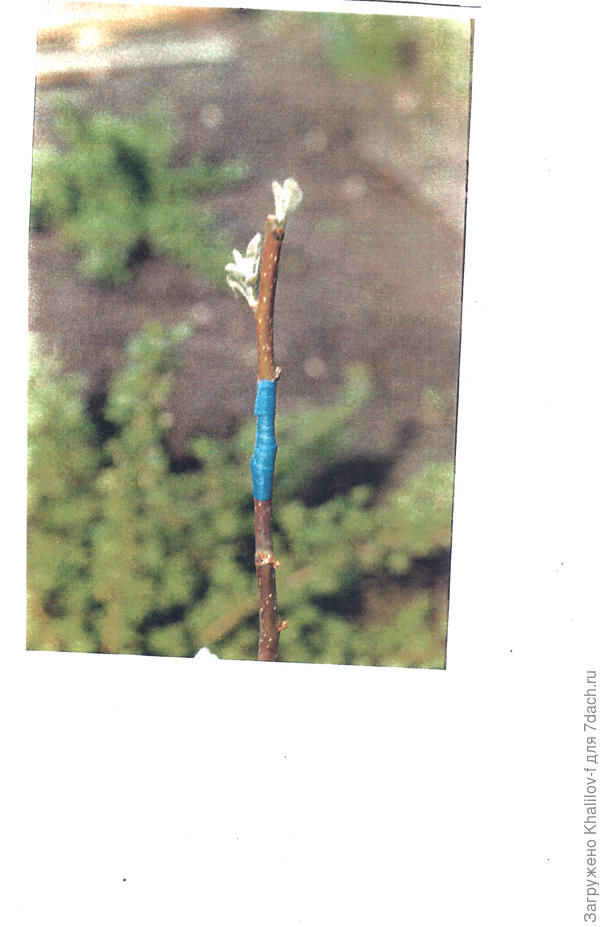 Прививка начала распускать листья, пакет сняли.