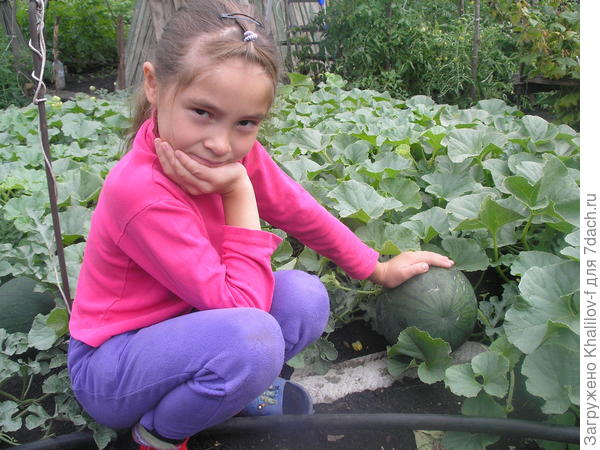 Внучка с &quot;подшефным&quot;  арбузом
