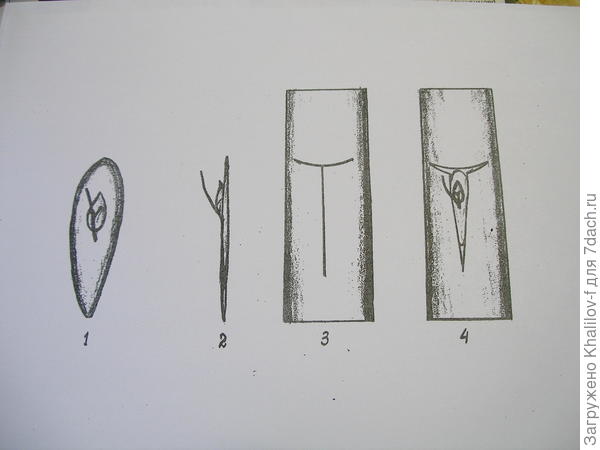 1) Почка с щитком (вид спереди); 2) вид сбоку; 3) делается вот такой &quot;Т&quot;образный надрез, прорезается только кора веточки; 4) Туда вот так всталяется почка с щитом и обматывается изолентой, из- под изоленты &quot;выглядывает&quot; только почка.&quot;.