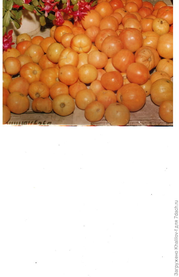 Помидоры долгохранящиеся