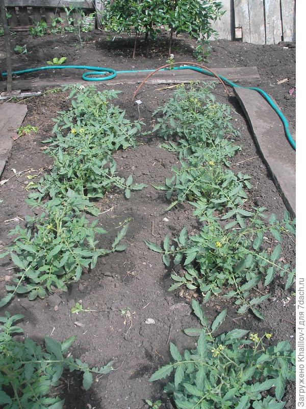 Помидры Монгольский карлик начинают цвестии