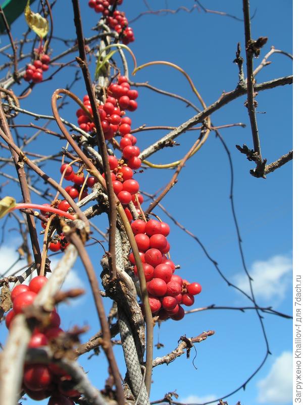 созрели ягоды лимонника