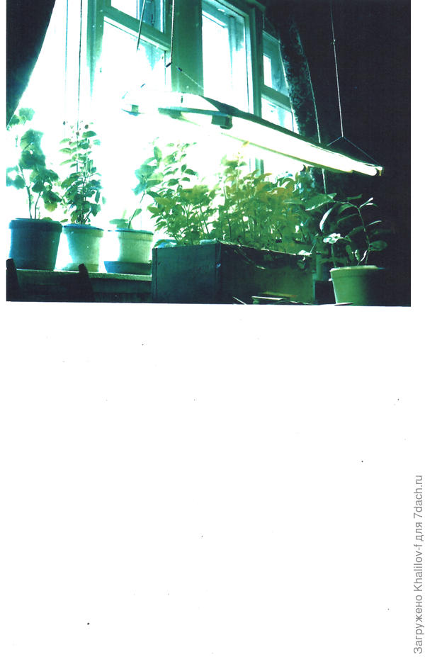 Осветитель из двух ламп дневного света