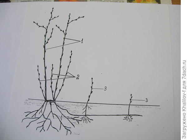 Отпрыски малины