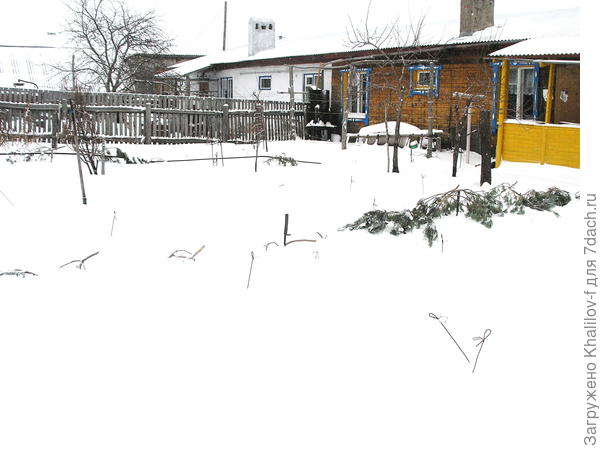 Задержание снега сосновыми лапниками половина лапников ещё не выдернуты из-под снега.