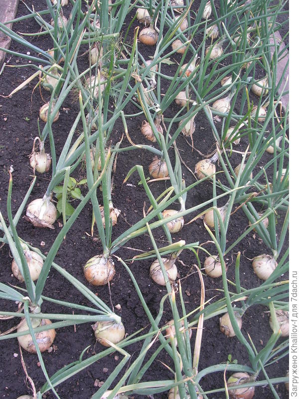 20Х25 сантиметров.