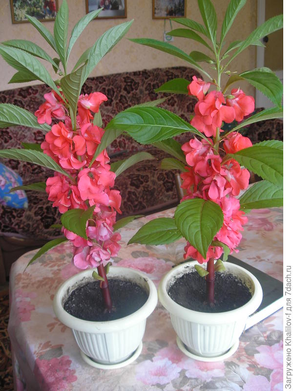 вот они бальзамины эти без отщипывания верхушки