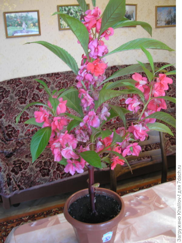 а это тоже бальзамин но отщипнул вехушку. он разветвился.