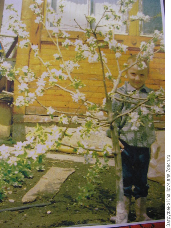 Соседу моему 5 лет он для масштаба.  Карликовая яблоня.