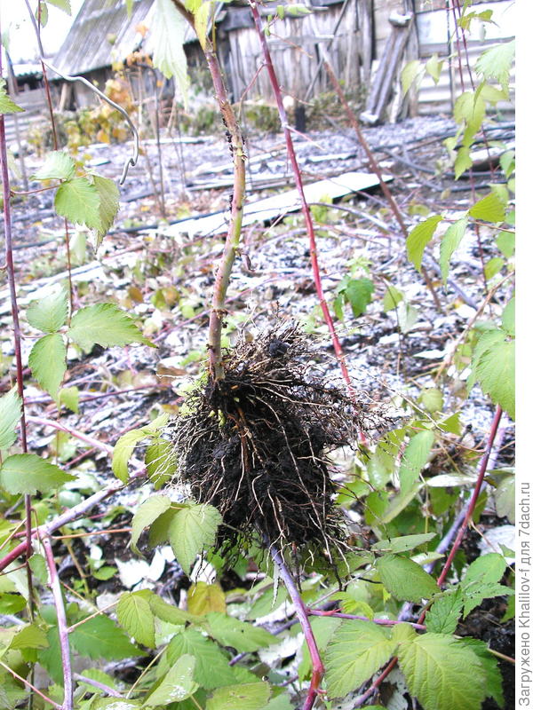 Размножение ежемалины и кумберленда