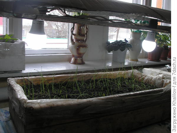 Подсветка над рассадой лука Эксибишен. Лук всходит.