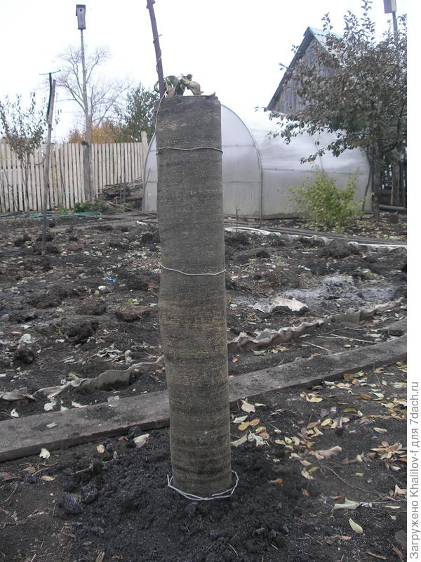 Защита яблони отгрызунов