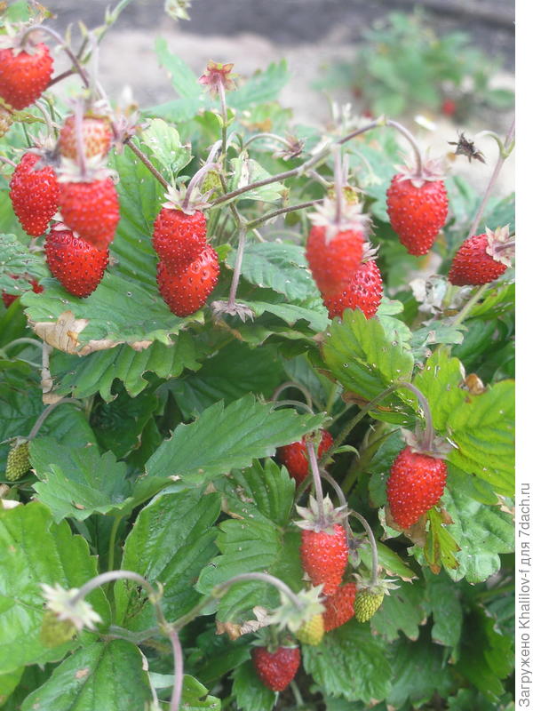 Безусая земляника Душистое лукошко созревает беспрестанно
