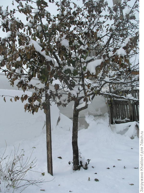 Яблоня с высоким штамбом