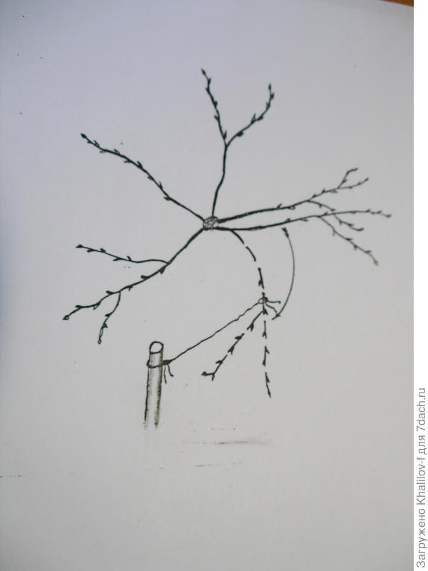 Притягивание ветки молодой яблони на нужное место,  чтобы получить правильную крону.