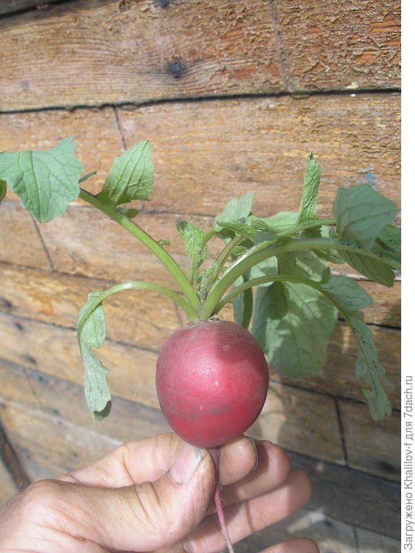 Редис Рондар