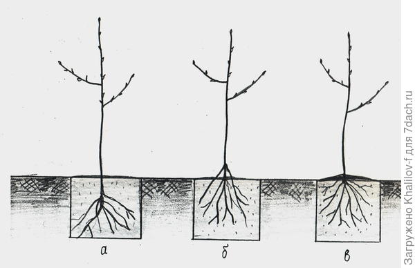 Скажите, заглублена ли корневая шейка яблони?