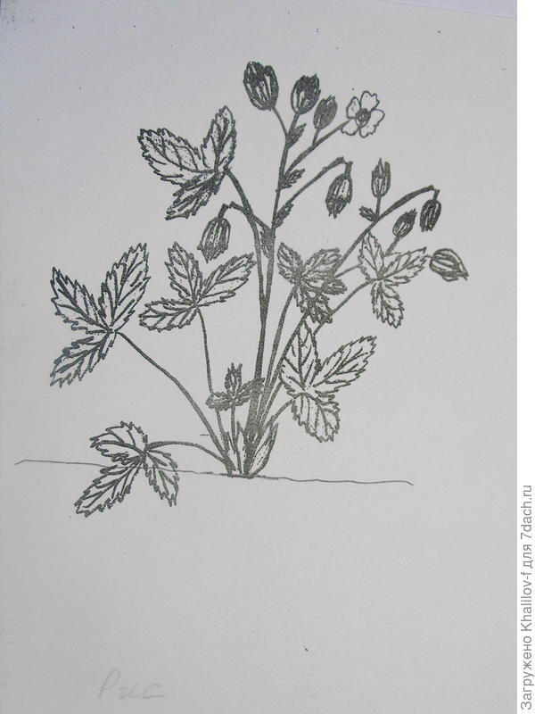 повреждённые долгоносиком бутоны.