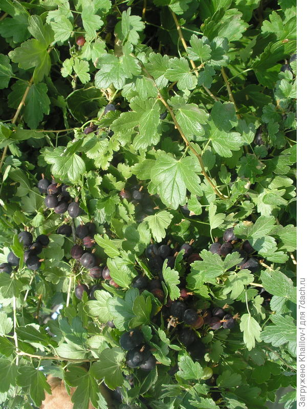 Крыжовник Африканец