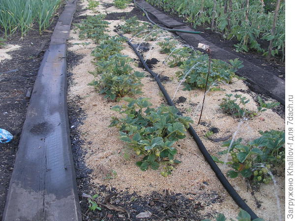 Повернули, поливаем другой ряд