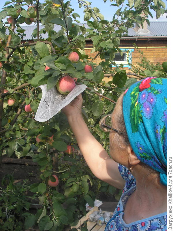 Заготовка яблок на зиму