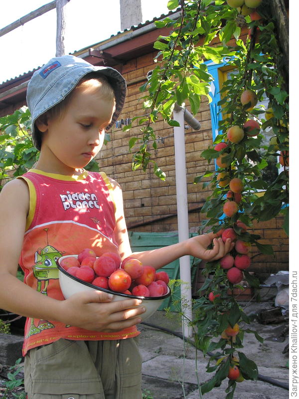 Внук собирает сливу к обеду