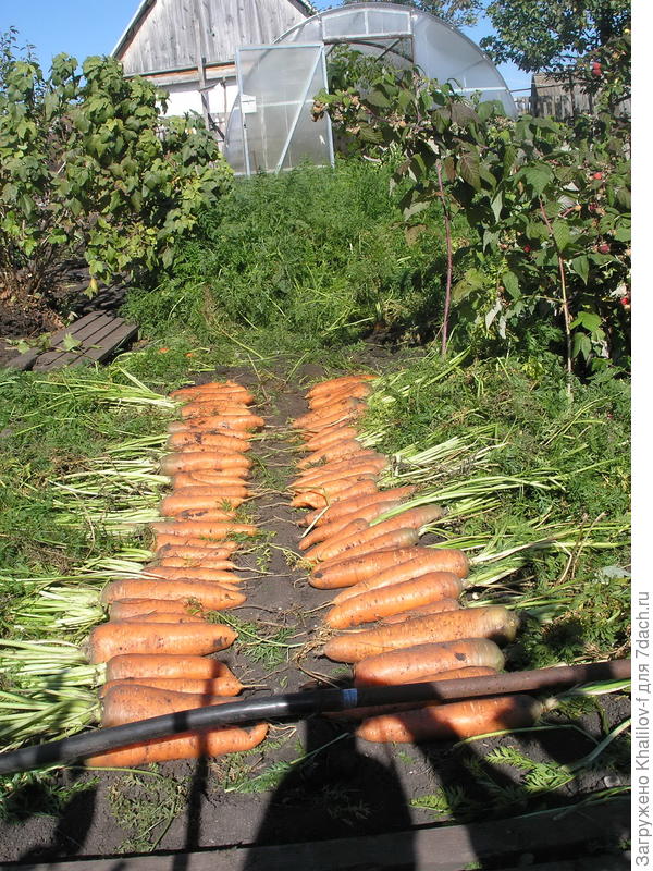 Труд "вырастил" морковь