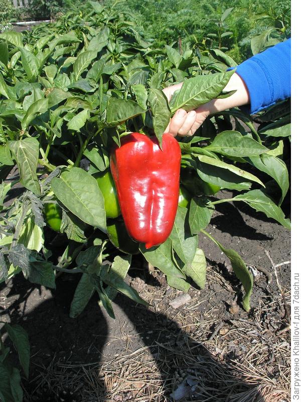 Перец в теплице