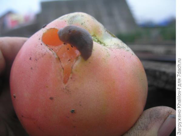 Голому слизню понравился сладкий сорт Клюв орла.