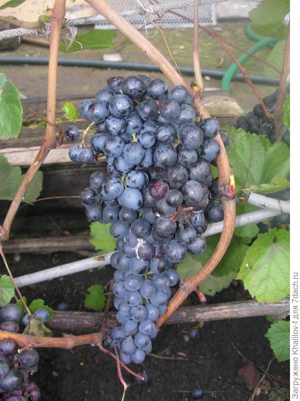 Агат Донской