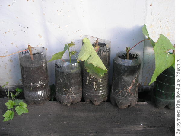 Вот теперь можно пересаживать