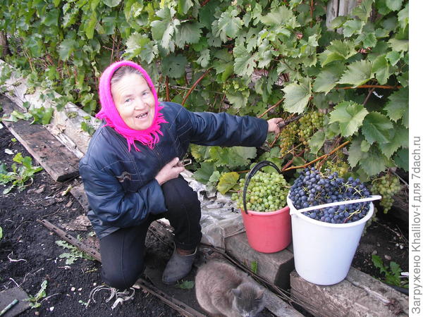 Уборка урожая.