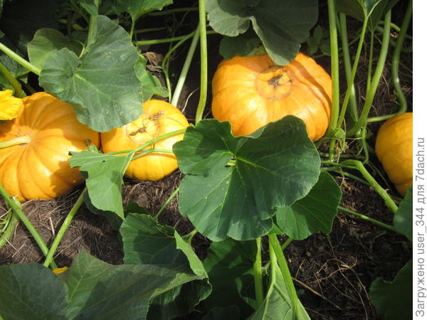 Семейство тыквенное. Сыночек и дочка, мамочка и папочка.