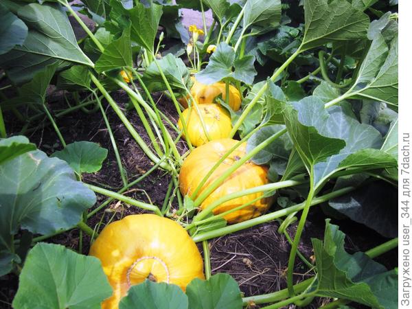 Тыквенный отряд, встали дружно в ряд!