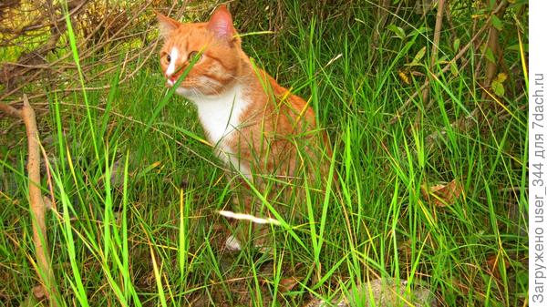 Во!!! Кажется обнаружили. Пойду туда, где травка погуще. Говорят, она вкусная, и спрятаться в ней можно от моих заботливых хозяев. Я их, конечно, люблю, но не до такой же степени меня оберегать.