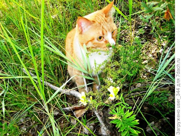 Первая, самостоятельная вылазка на природу после зимовки в квартире.