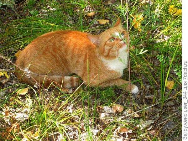 Какие здесь травы высокие...