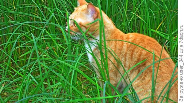 Ну вот, это самое прекрасное место. Травка высокая, можно нос почесать, зубки почистить.