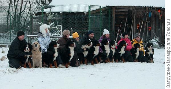 ого!! собачки!!
