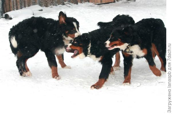 отъедание ушей