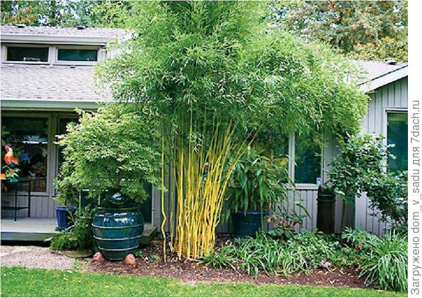 Декоративный бамбук в саду