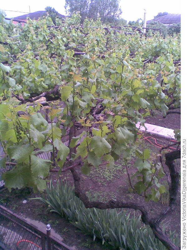 Виноградная Аллея в Картли.